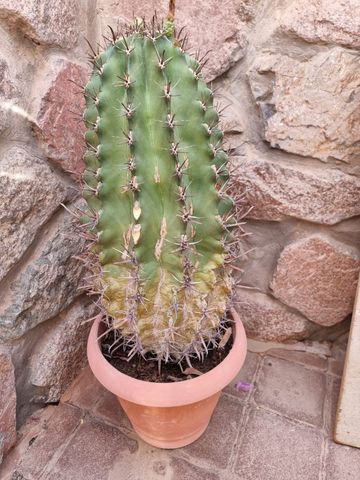 קקטוסים