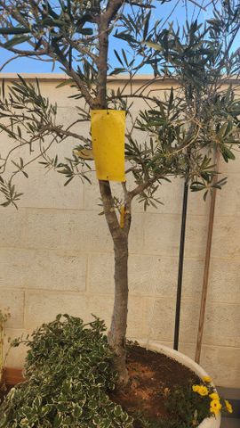 עץ זית