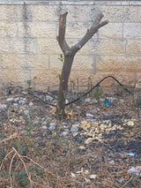עצי פרי