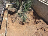 עץ זית