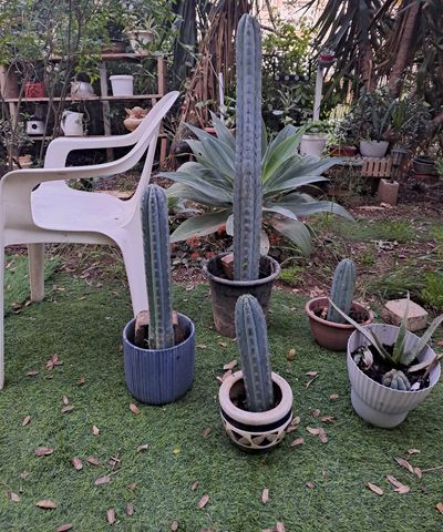 קקטוס סאן פאדרו