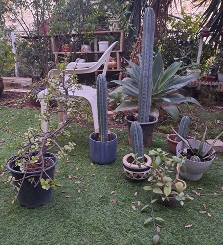 קקטוס סאן פאדרו