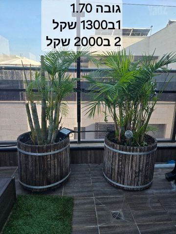 זוג עצי דקל