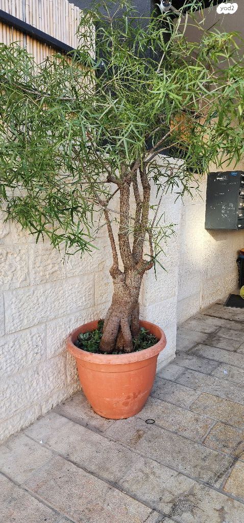 עציצים