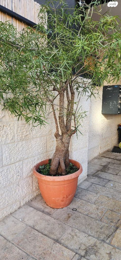 עציצים