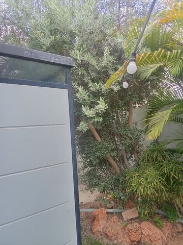 עץ זית