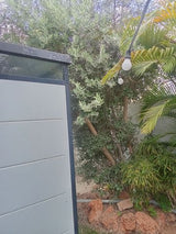 עץ זית