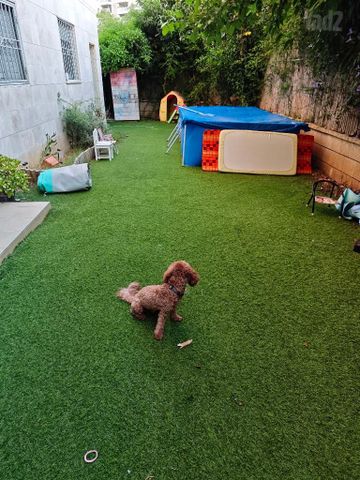 דשא סינטטי