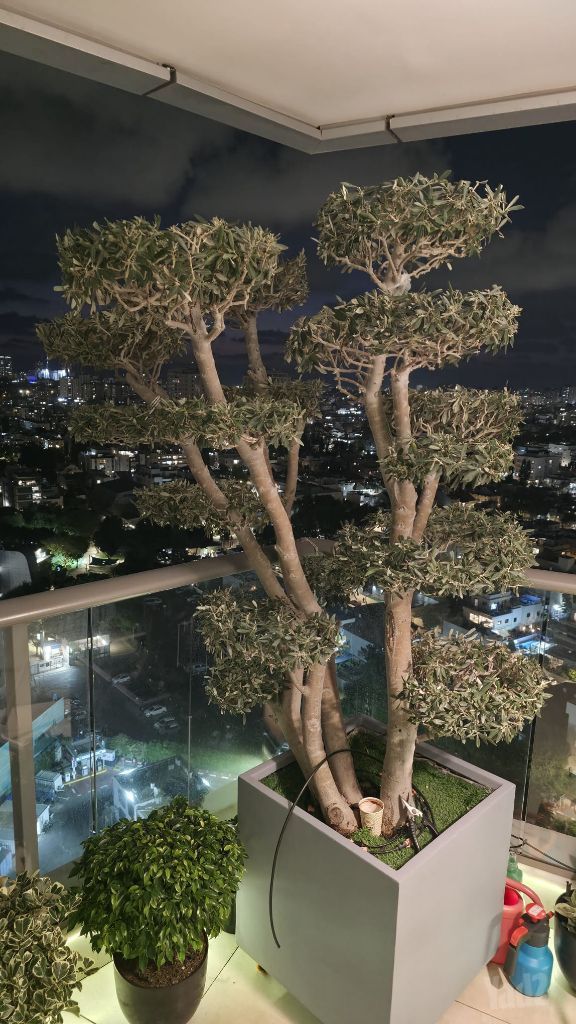 עץ זית