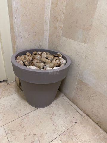 עציץ