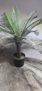 עציץ פלסטיק