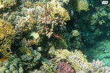 CANON GX 7 III