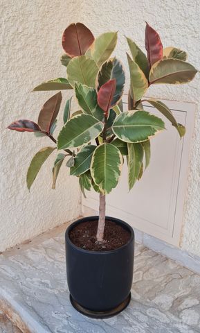 פיקוס טינקה