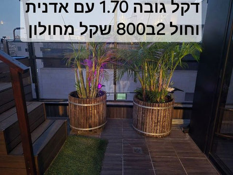 2 עצי דקל