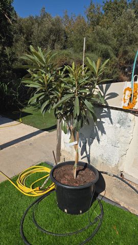 עץ שסק בעציץ 80 ליטר