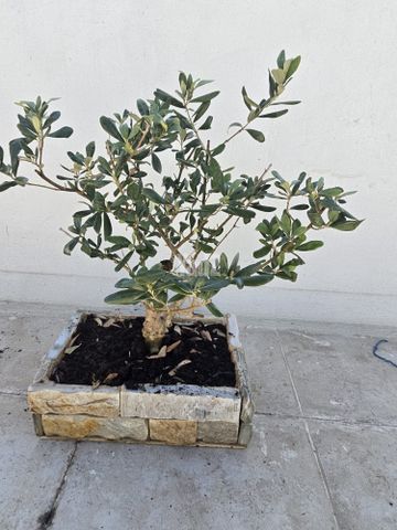 עץ זית ננסי