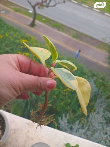 עציצים וכלים