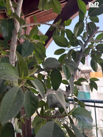 עץ פיקוס מעוצב