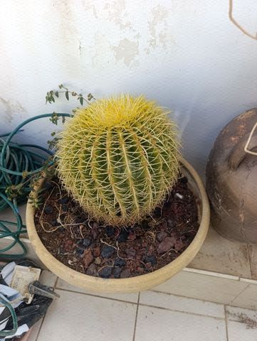 צמחים