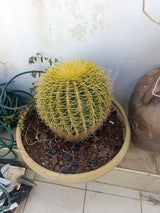 צמחים