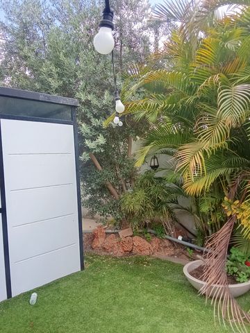 עץ זית
