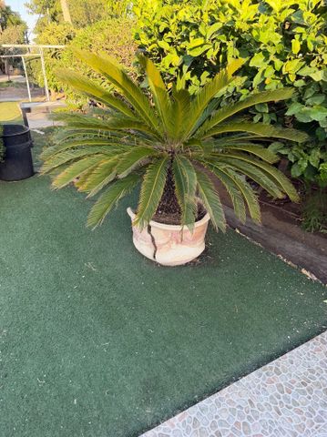 עציצים