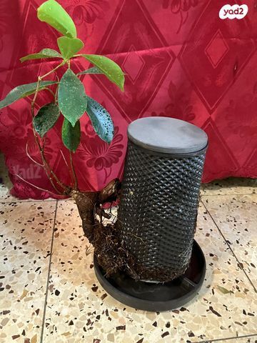 עציץ tevaplanter