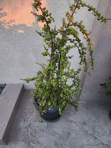 צמחים למכירה