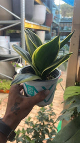 עציצים