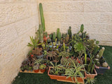 צמחים קקטוסים וסוקולנטים