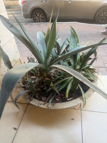 שתילים