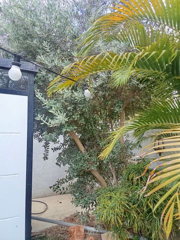 עץ זית