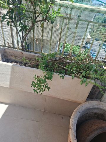 3 אדניות חינם