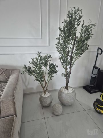 עציצים