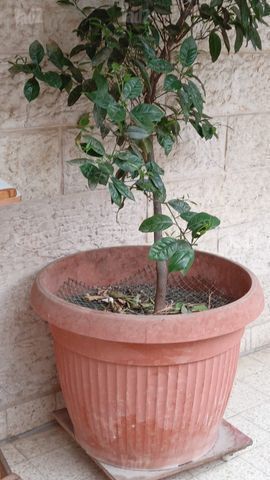 עציץ