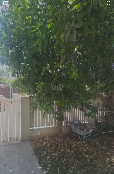 עצי פרי למכירה