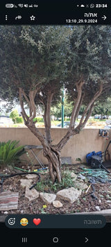 עץ זית