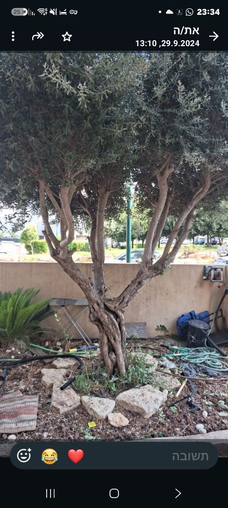 עץ זית