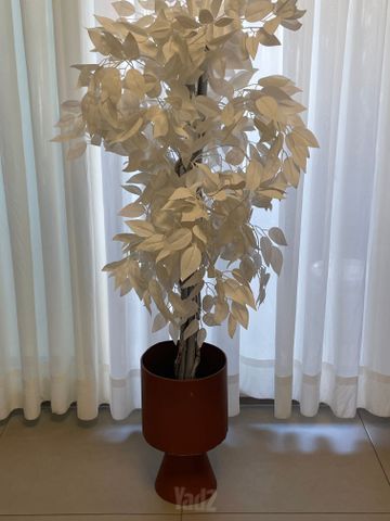 עציץ