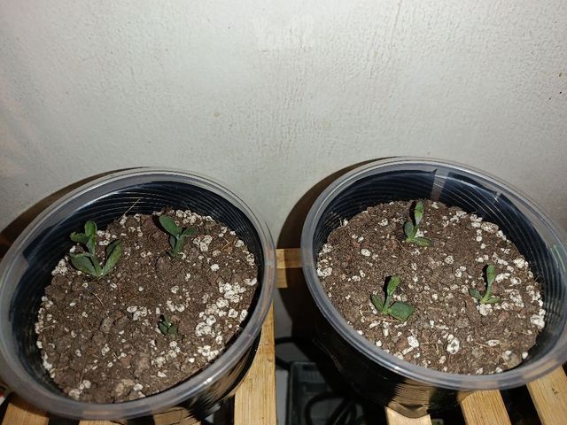 צמח Kalanchoe