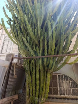 קקטוס בן 40 שנה