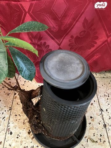 עציץ tevaplanter