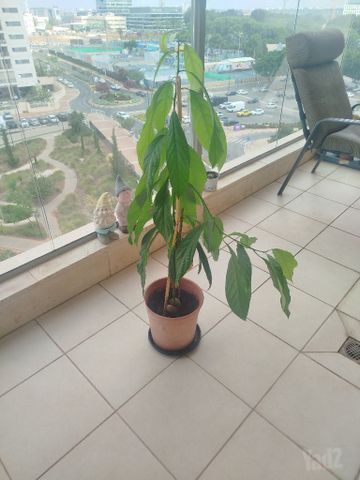 עציץ עץ אבוקדו