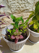 עציצים