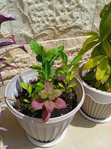 עציצים