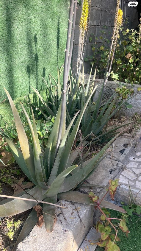 שתילי אלוורה