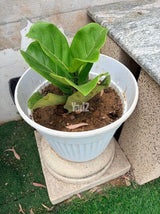 פיקוס כינורי