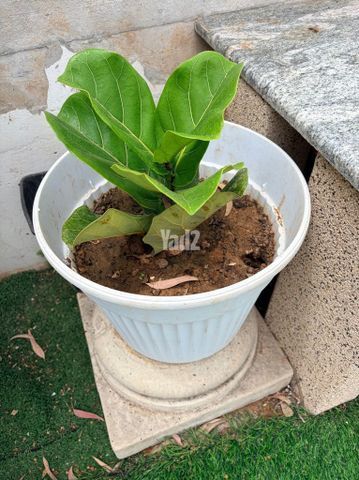 פיקוס כינורי