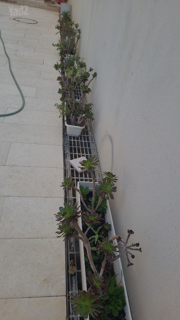 צמחים