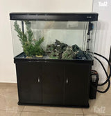 אקווריום דגים